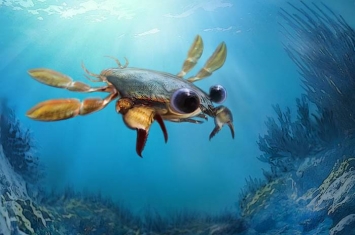 《科学进步》杂志：耶鲁大学古生物学家描述以前未知的9000万年前螃蟹
