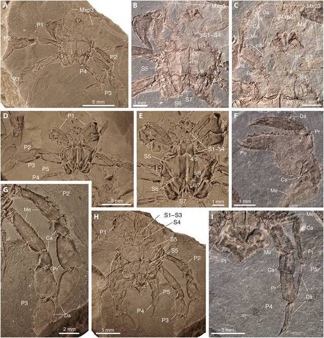 《科学进步》杂志：耶鲁大学古生物学家描述以前未知的9000万年前螃蟹