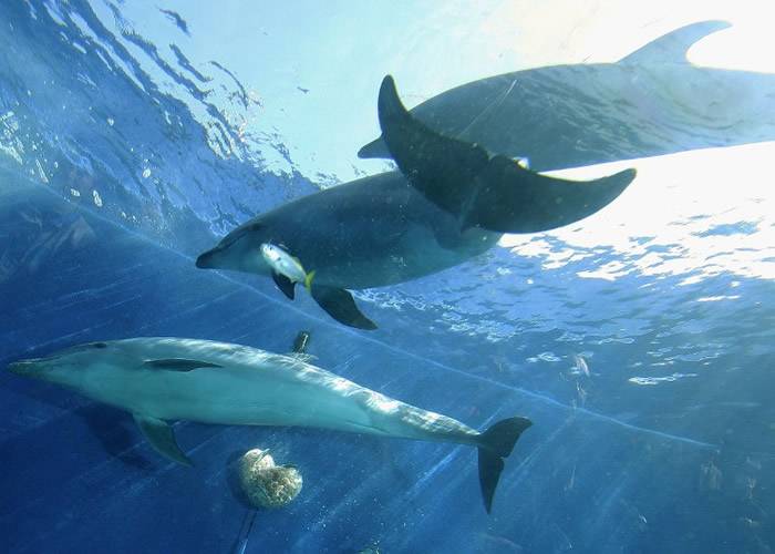 美国科学家发现雌性宽吻海豚也有性高潮