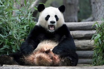 德国柏林动物园终于解禁让两只大熊猫“孤男寡女”独处一室
