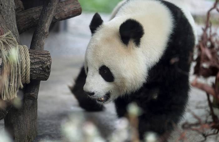 德国柏林动物园终于解禁让两只大熊猫“孤男寡女”独处一室