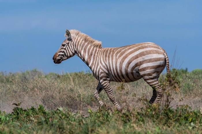 坦桑尼亚塞伦盖提国家公园摄影师拍到极为罕见的“金毛”局部白化症斑马
