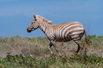 坦桑尼亚塞伦盖提国家公园摄影师拍到极为罕见的“金毛”局部白化症斑马