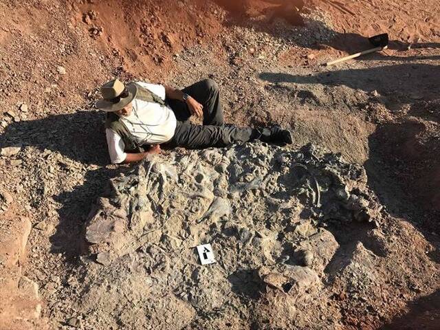 阿根廷2.2亿年前“恐龙墓地” 疑是集体渴死
