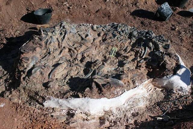 阿根廷2.2亿年前“恐龙墓地” 疑是集体渴死