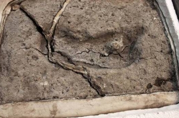 智利科学家发现美洲大陆最古老人类脚印化石 距今1.56万年前