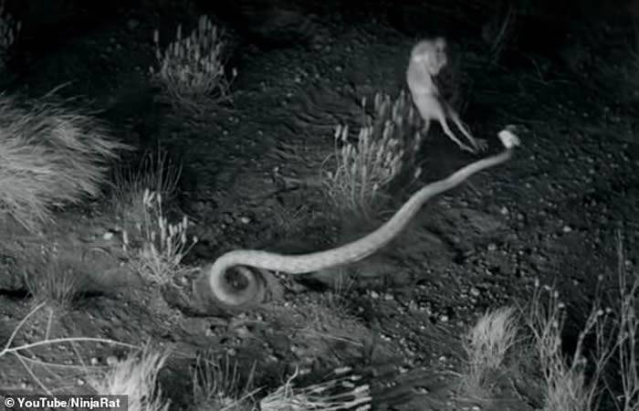 美国亚利桑那州沙漠地区的跳囊鼠（更格卢鼠）凌空转身飞踢击退响尾蛇