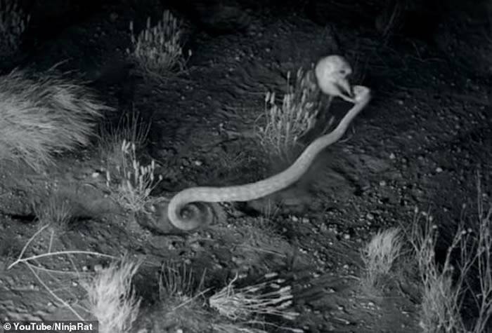 美国亚利桑那州沙漠地区的跳囊鼠（更格卢鼠）凌空转身飞踢击退响尾蛇