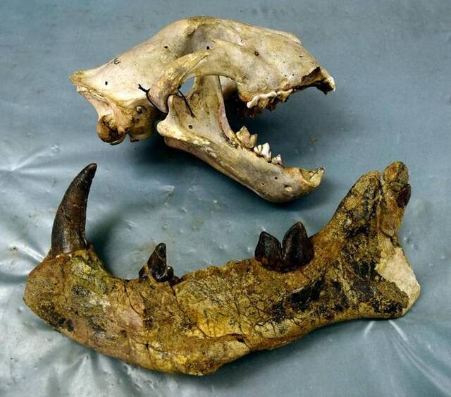 2200万年前拥有多把利刃的掠食猛兽“巨狮鬣兽”Simbakubwa kutokaafrika