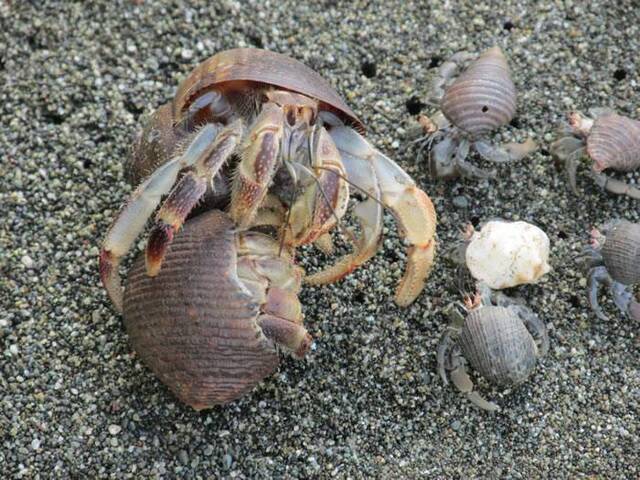 太平洋寄居蟹为保家园会躲在甲壳内以震动方式威吓入侵者