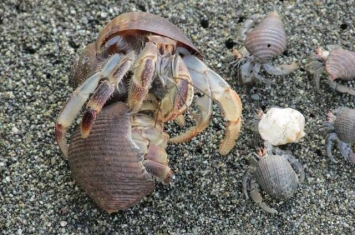 太平洋寄居蟹为保家园会躲在甲壳内以震动方式威吓入侵者