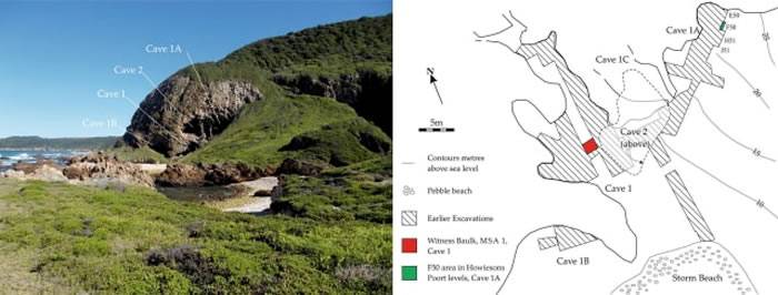 《人类进化杂志》：南非克拉西斯河洞穴发现现代人在12万年前就已食用植物淀粉