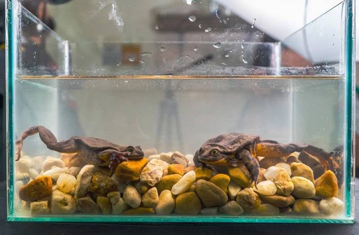 玻利维亚“世上最孤独”的濒危雄性萨欣卡斯水蛙“罗密欧”“脱毒”后尝试交配