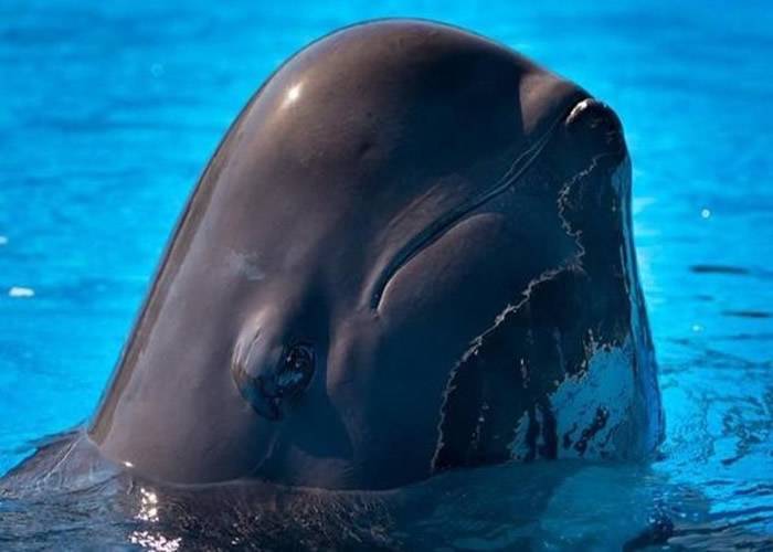今年内第二宗 美国佛罗里达州奥兰多海洋世界领航鲸因病而亡