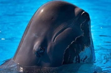 今年内第二宗 美国佛罗里达州奥兰多海洋世界领航鲸因病而亡