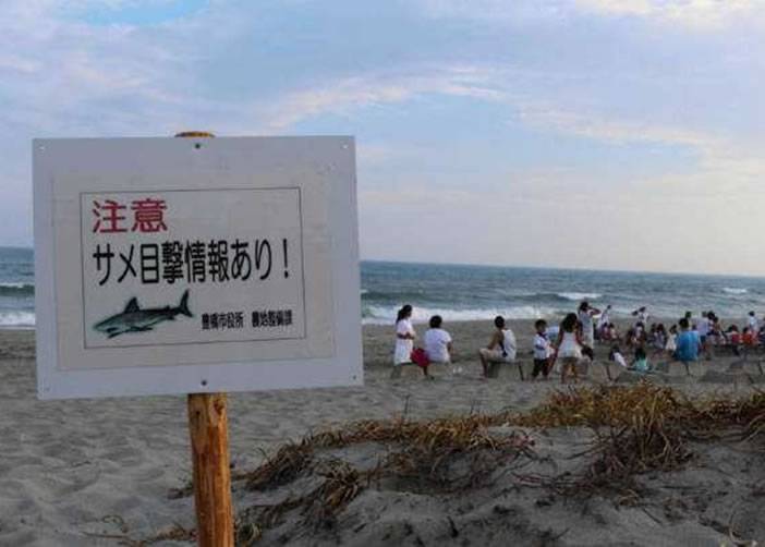 鲨鱼频频出没 日本关闭13个海滩