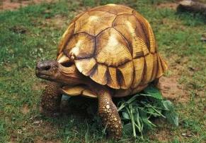 世界最名贵的乌龟，安哥洛卡象龟价值上百万(珍稀)