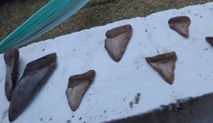 潜水员在水底发现大白鲨和巨齿鲨的巨牙化石