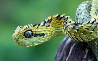 世界上美丽的蛇：基伍树蝰，生活在树上铠甲勇士(有毒)