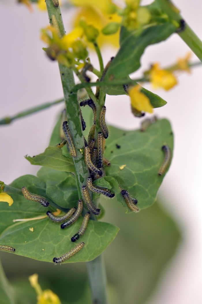 具授粉功能的大黄蜂和蝴蝶可帮助植物长出更漂亮的花朵 有害的食草动物则不会