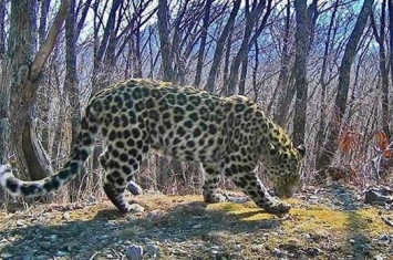 稀有远东豹的种群数量出现增长 一年内成年豹增加了5只