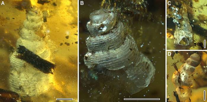 缅甸琥珀中的菊石、螺类、节肢动物化石集群解密1亿年前海滨森林生态环境