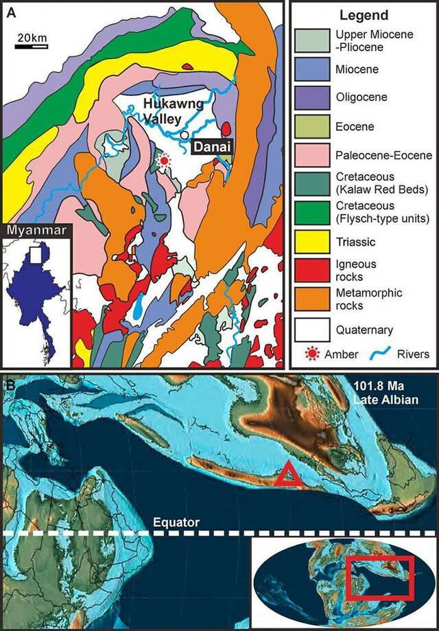 缅甸琥珀中的菊石、螺类、节肢动物化石集群解密1亿年前海滨森林生态环境