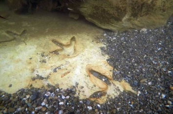 新西兰南岛首次发现数百万年前“恐鸟”(moa)脚印化石