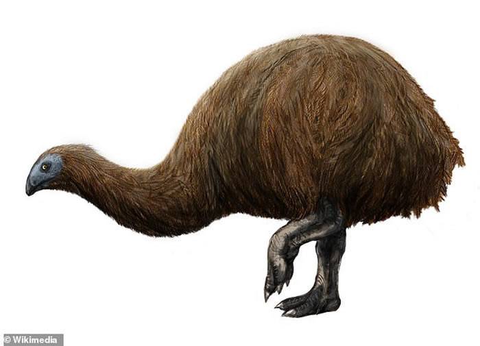 新西兰南岛首次发现数百万年前“恐鸟”(moa)脚印化石