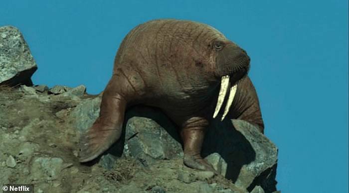 Netflix纪录片《我们的星球》令人心痛一幕：数百只海象从陡峭的悬崖上跌落死亡