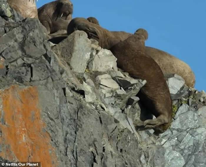 Netflix纪录片《我们的星球》令人心痛一幕：数百只海象从陡峭的悬崖上跌落死亡