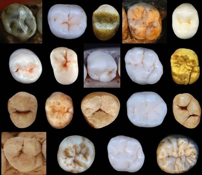 英国女学者研究古人类牙齿化石 指现代智人与尼安德特人最后共同祖先应活于80万年前