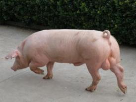 世界上最贵的猪，达明赫斯特的猪价值6500万人民币(可看不可吃)
