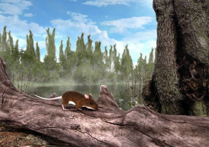 300万年前生活在现今德国下萨克森州的老鼠或许有红色毛发