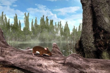 300万年前生活在现今德国下萨克森州的老鼠或许有红色毛发