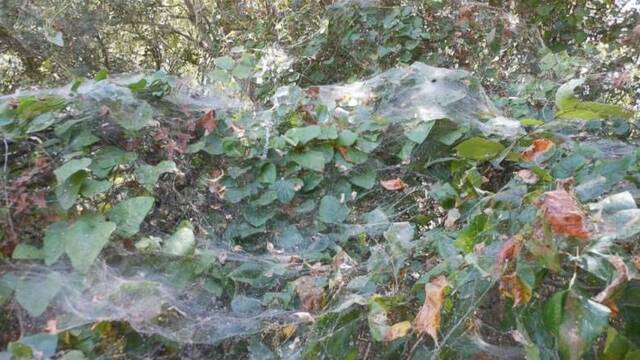 正宗盘丝洞 美国巨型蜘蛛网数百米长似天幕