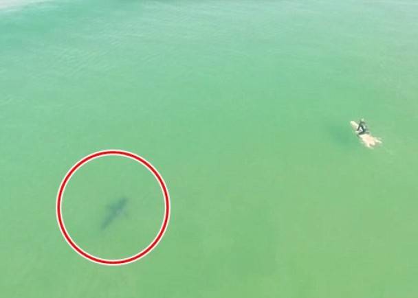 无人机发现美国加州海滩大白鲨游弋