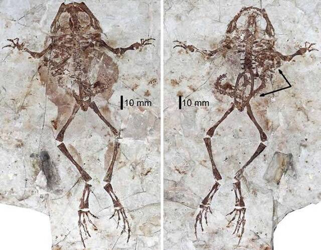 内蒙古东部白垩纪地层发现罕见蛙类胃容物化石 揭露1.2亿年前两栖动物大战