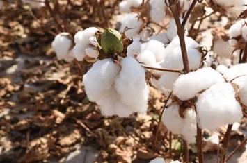新疆长绒棉是什么