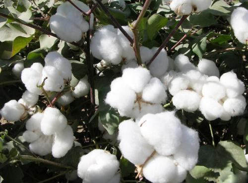 新疆棉花质量好吗