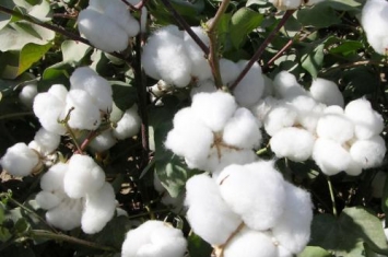 新疆棉花质量好吗