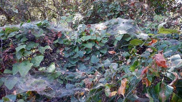 美国德州公园发现一张超巨大的蜘蛛网 估计上千只以上蜘蛛织成