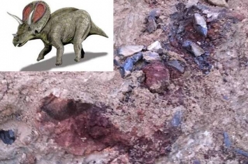 美国科罗拉多州丹佛市工地意外掘出稀有的有角恐龙化石 大灭绝前最后一批？