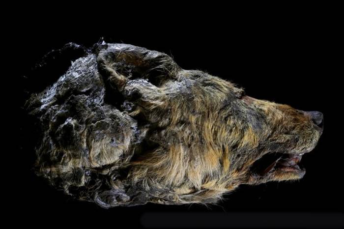 俄罗斯西伯利亚冻土出土3万年前幼狮遗骸 保存完好如仍活着