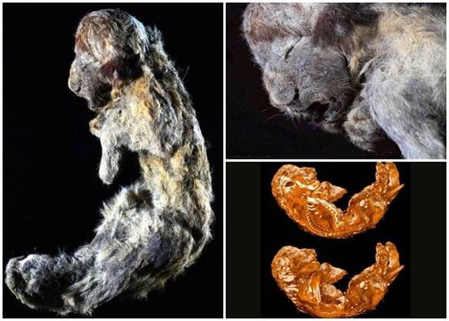俄罗斯西伯利亚冻土出土3万年前幼狮遗骸 保存完好如仍活着