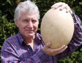 世界上最大的鸵鸟蛋，长15厘米宽8厘米重5斤(百蛋之王)