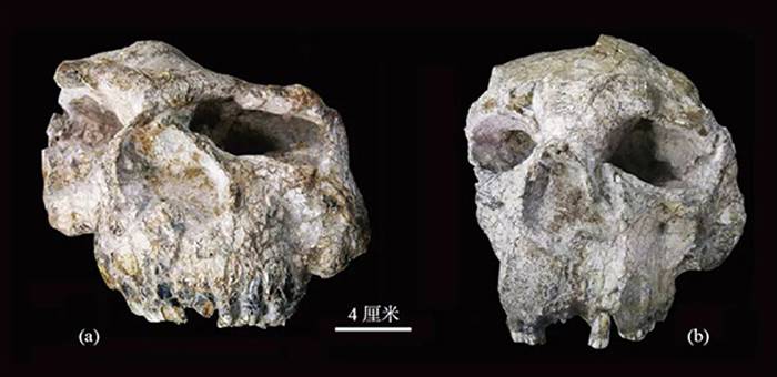 科学杂志：中国发现的主要直立人头骨化石