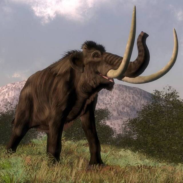 美国艾奥瓦州出土3.4万年前史前年幼乳齿象下颚化石
