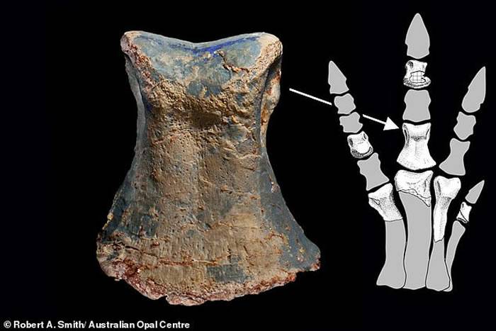 澳大利亚宝石猎人偶然发现恐龙新物种Fostoria dhimbangunmal