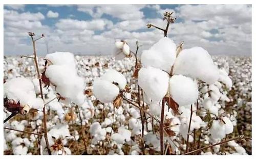 新疆棉花有什么特点